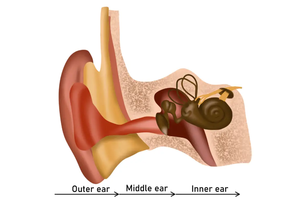 Diagram of the ear canal, where wax builds up