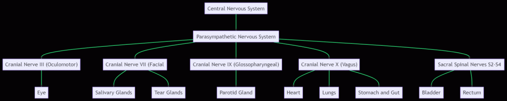 parasympathetic nervous system diagram