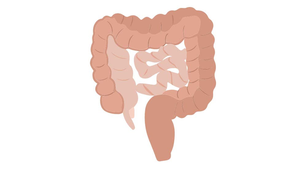 Diagram of the bowel