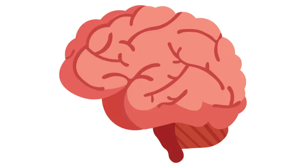 The human brain - illustration