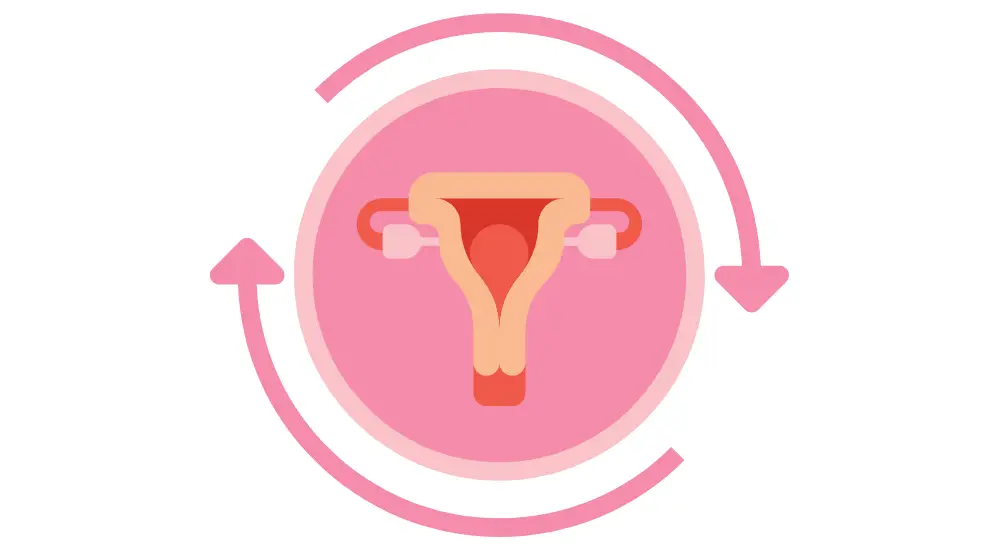 menstrual cycle - illustration