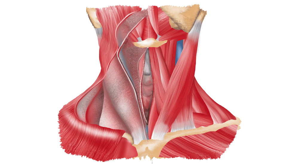 Medical diagram of the neck showing bones muscles and ligaments