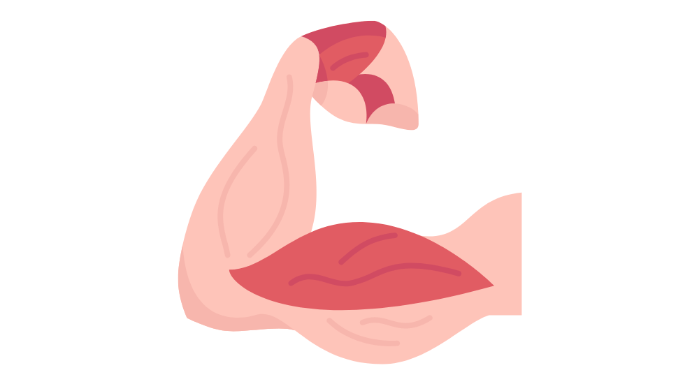 muscles - illustration