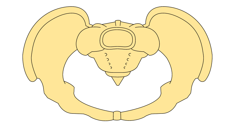 The pelvis - illustration